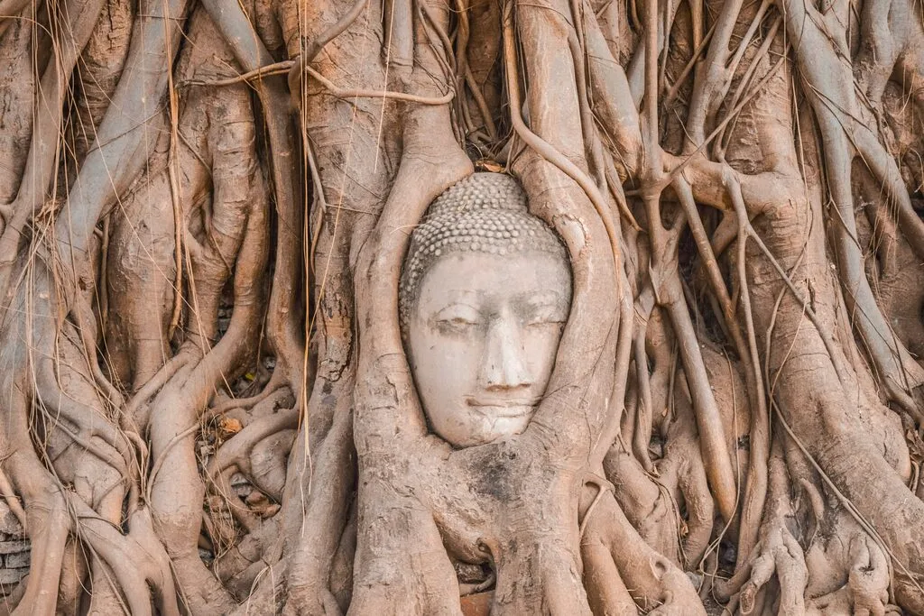 Buddha head made of stone entangled into tree roots. Landmarks in Thailand