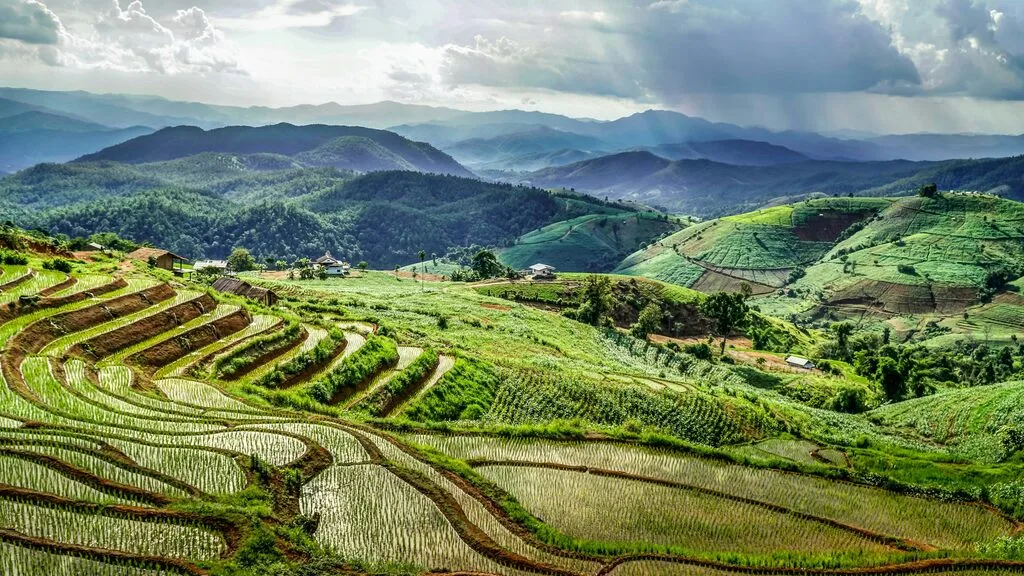 Green tea and rice patties in hilly landscape in northern Thailand.