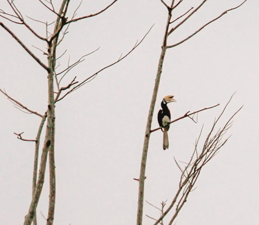 Epic 5-Day Borneo Itinerary: Meet Orangutans & Sun Bears 2 A black-and-white hornbill perches on a bare tree branch against a pale sky, its beak slightly open as if calling. The twisted branches frame the bird in a stark, minimalist composition.