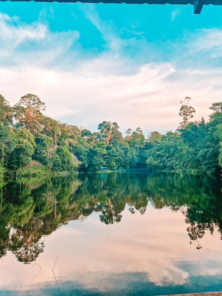 Epic 5-Day Borneo Itinerary: Meet Orangutans & Sun Bears 8 A still lake reflects the surrounding dense tropical trees and a sky painted with soft clouds. The water's surface mirrors the landscape almost perfectly, creating a tranquil and symmetrical scene.