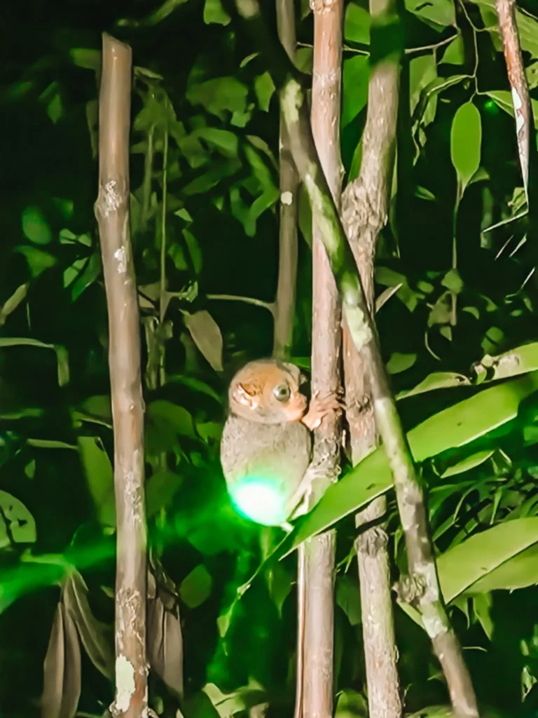 Epic 5-Day Borneo Itinerary: Meet Orangutans & Sun Bears 5 A small tarsier clings to a tree trunk at night, its large eyes wide open. The dense green foliage in the background is illuminated by a green light, casting an eerie glow on the tiny primate.