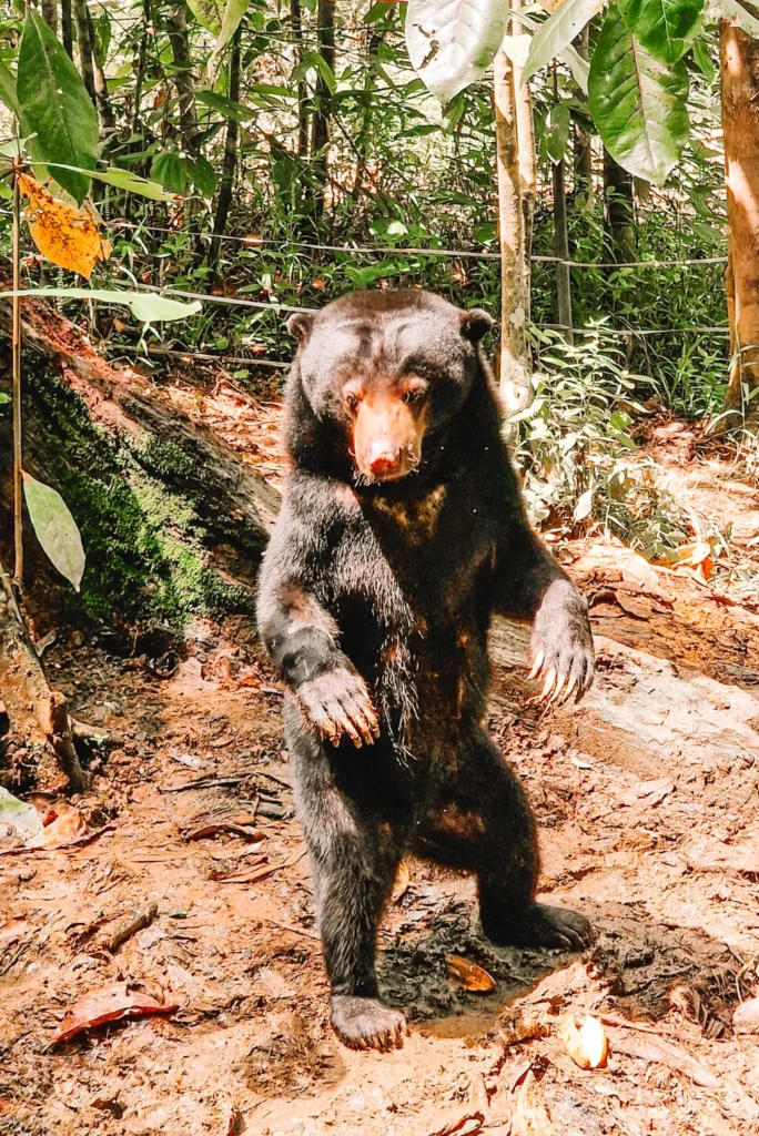 Epic 5-Day Borneo Itinerary: Meet Orangutans & Sun Bears 7 A bear standing on its hind legs.