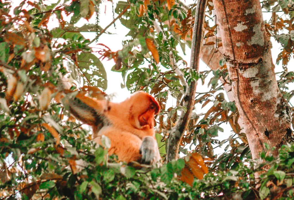 Epic 5-Day Borneo Itinerary: Meet Orangutans & Sun Bears 1 A proboscis monkey with reddish fur and a distinctive long nose perches among dense green leaves. Its face is turned slightly to the side, revealing its characteristic profile as it appears to gaze into the distance. 5-day Borneo Itinerary.