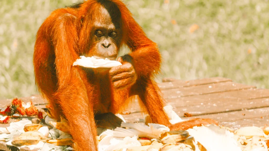 Epic 5-Day Borneo Itinerary: Meet Orangutans & Sun Bears 6 An orangutan with bright reddish-orange fur sits on a wooden platform, eating a piece of food. Surrounding it are scattered fruit peels and leaves, with a blurred grassy background.