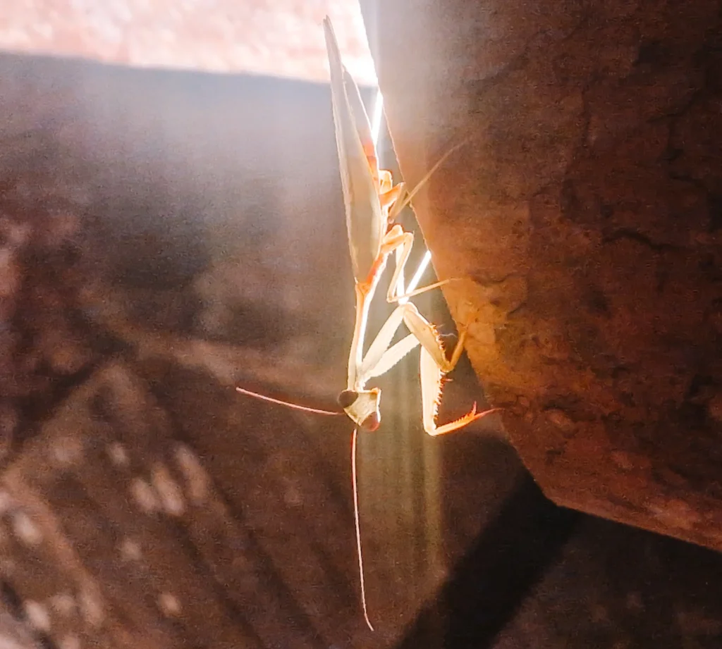 Epic 5-Day Borneo Itinerary: Meet Orangutans & Sun Bears 9 A close-up shot of a pale praying mantis clinging upside down to a rough surface. A warm beam of light highlights its delicate legs and long antennae, casting an ethereal glow.