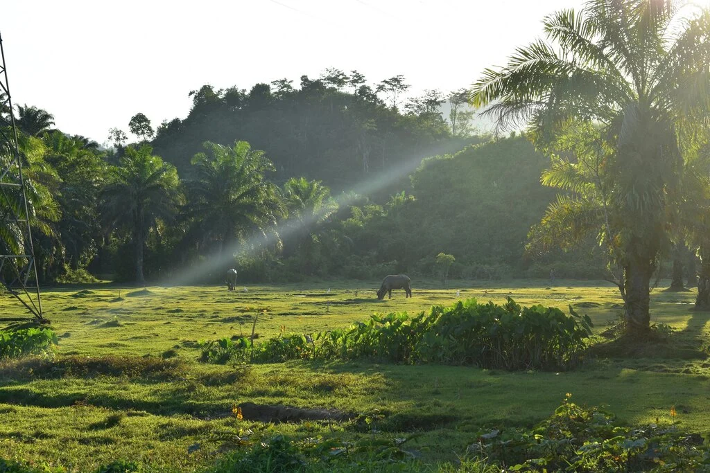 7-Day Thailand Family Trip: 2 Perfect Itinerary Ideas 8 A water buffalo grazing in a field.