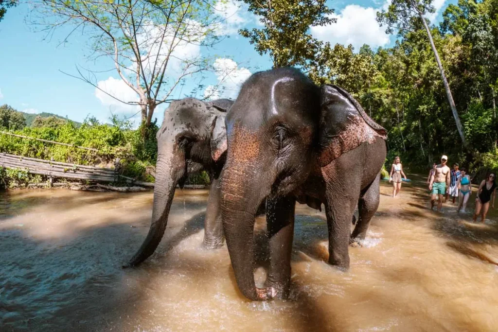 Ultimate 3-Day Chiang Mai Itinerary for First Timers 8 Two elephants walking through a river.