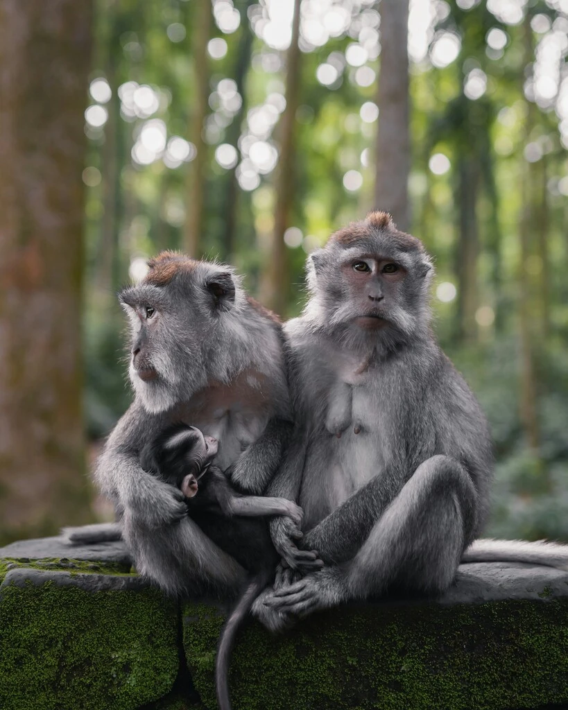 Bali Family Guide – Top 8 Things to do in Ubud with Kids 8 A group of monkeys sitting on a rock and cuddling.