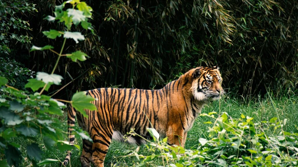 25 Fun & Interesting Thailand Facts Kids Will Love 21 A tiger standing in the grass.