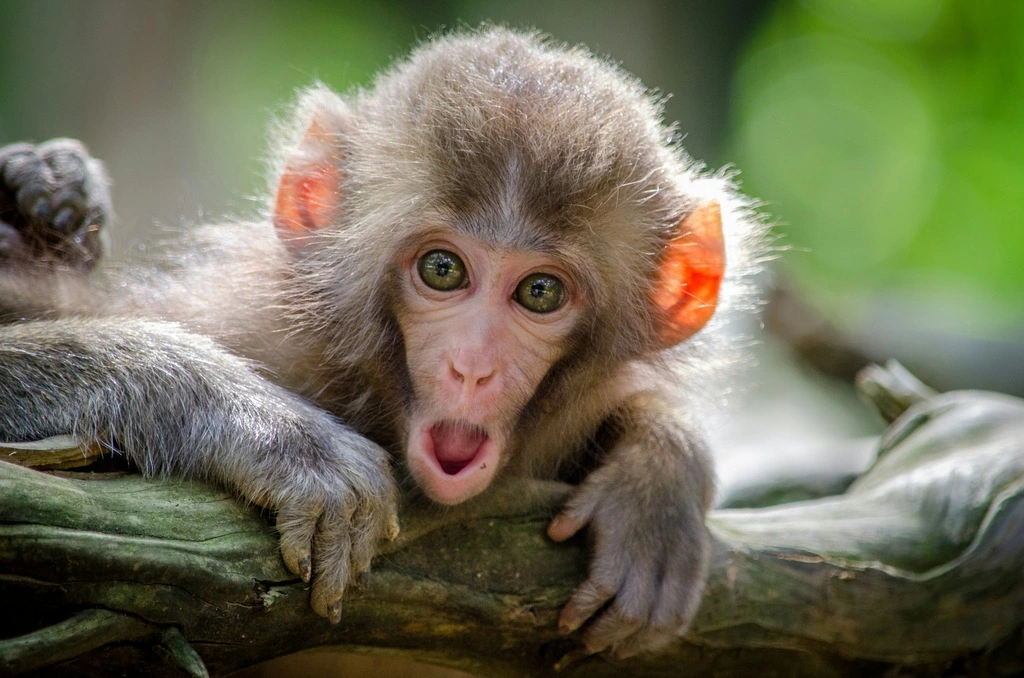 25 Fun & Interesting Thailand Facts Kids Will Love 17 A baby monkey on a branch.