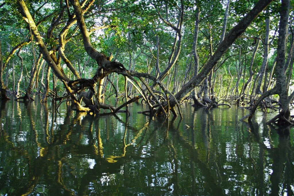 Mangrove Trees in the water.