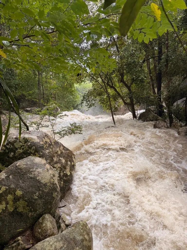 Water stream full of water in jungle setting.