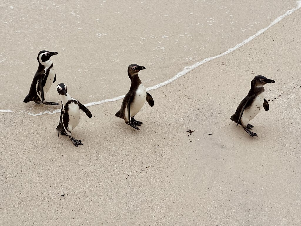 Four penguins walking on beach.