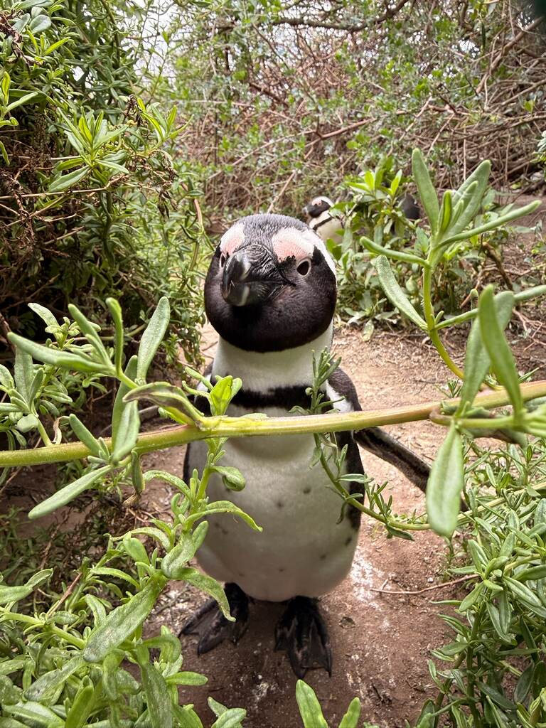 Penguin surrounded by green foliage.