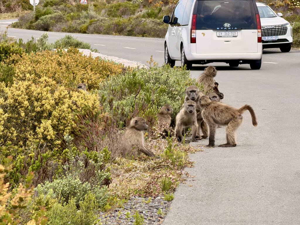 Cape of Good Hope Day Trip – Family Fun in South Africa 5 Baboons near road, car passing by.