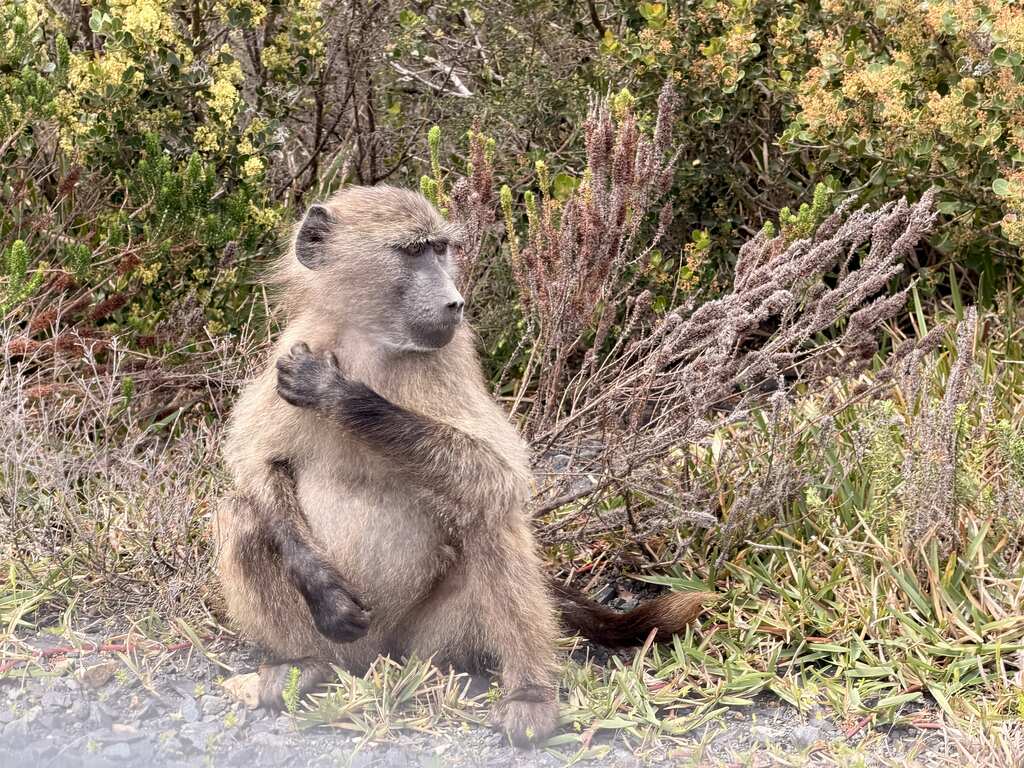 Cape of Good Hope Day Trip – Family Fun in South Africa 22 Baboons in natural habitat, relaxing.