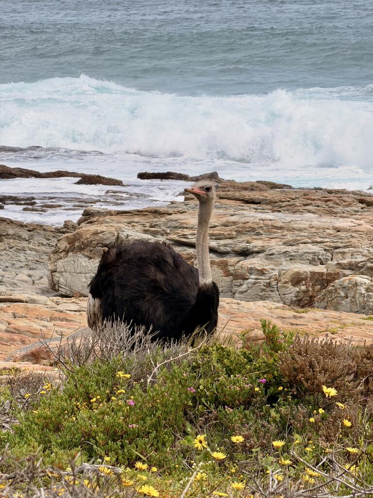 Cape of Good Hope Day Trip – Family Fun in South Africa 6 Ostrich near rocky coastline and waves.