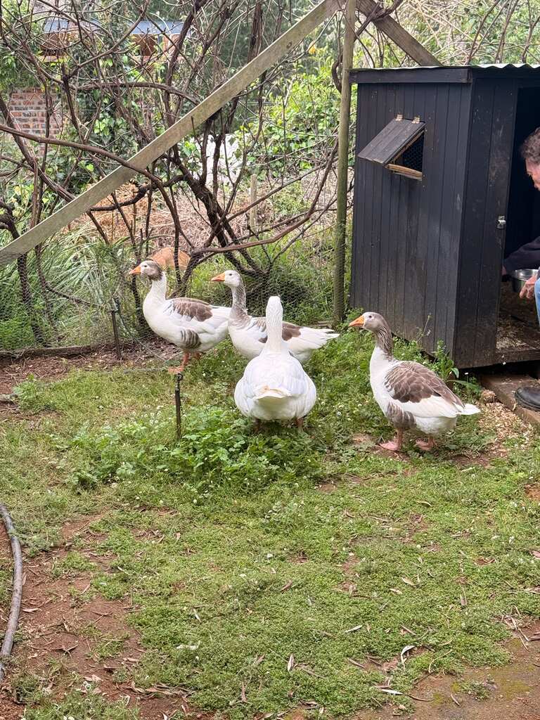 Living in Cape Town with Kids – What It’s Really Like 5 Four geese on gras.