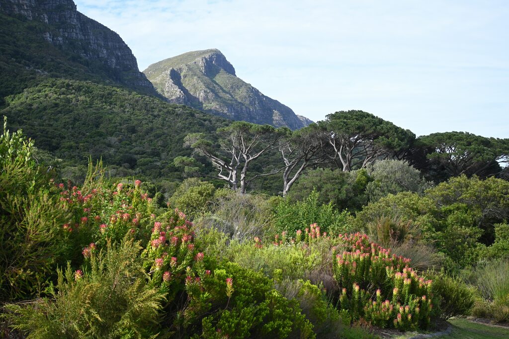 Green lush garden with mountain in the background.